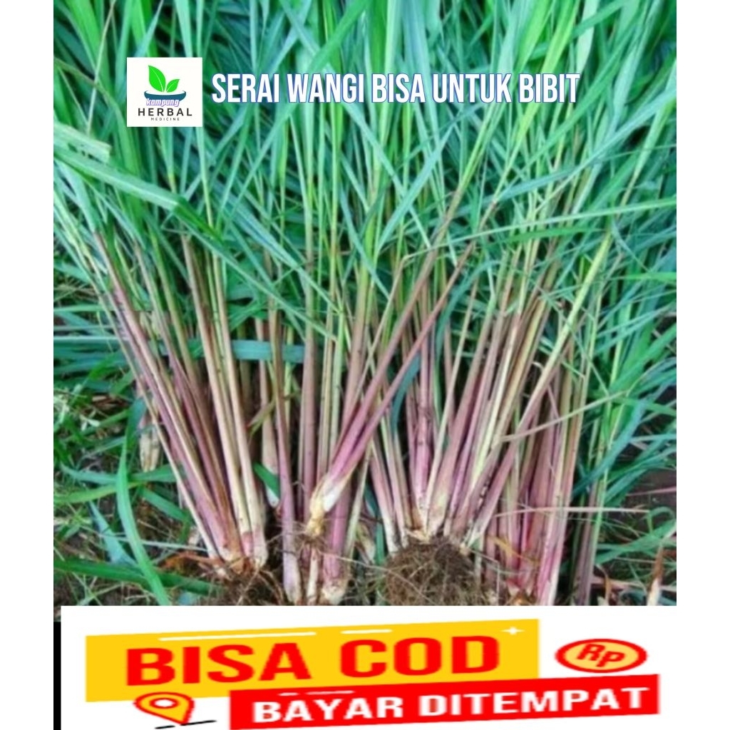 

serai wangi asli bisa untuk bibit