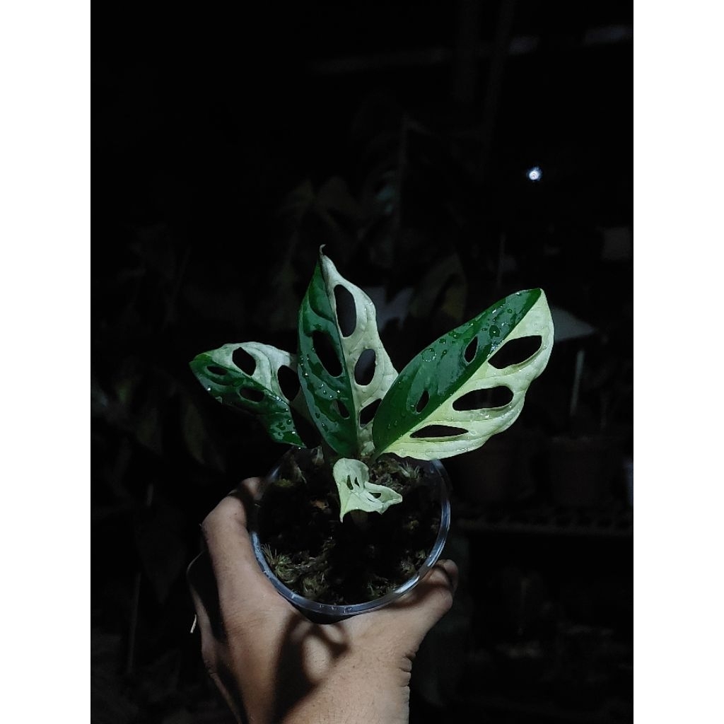 Philodendron Adansoni Varigata Jepang (Tanaman Janda Bolong Varigata)