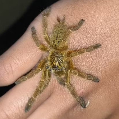 mainan kartu tarantula obt