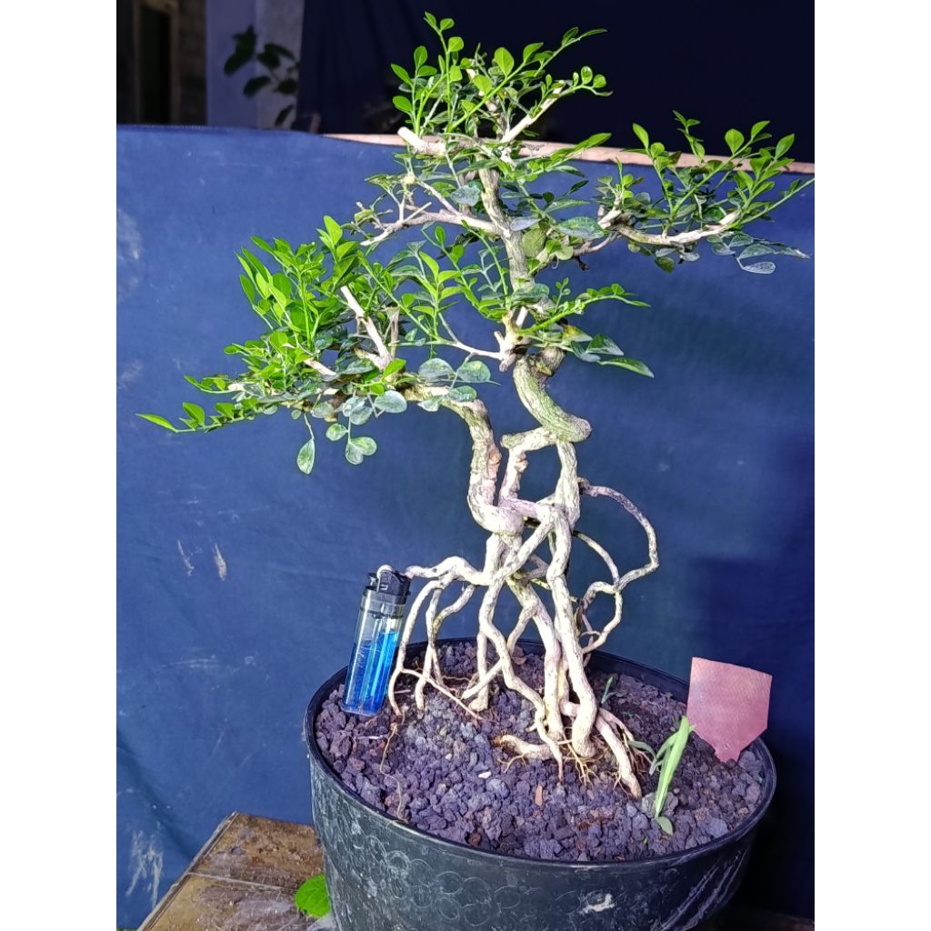 BONSAI KEMUNING JEPANG