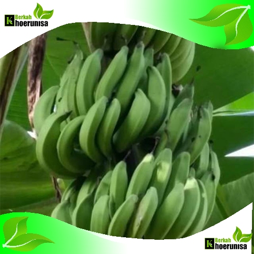 

Paket Kargo Pisang Nangka Mentah 10 kg Fresh
