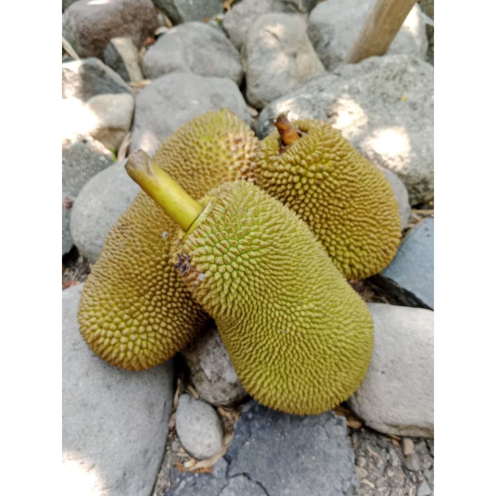 

nangka muda/tewel/gori