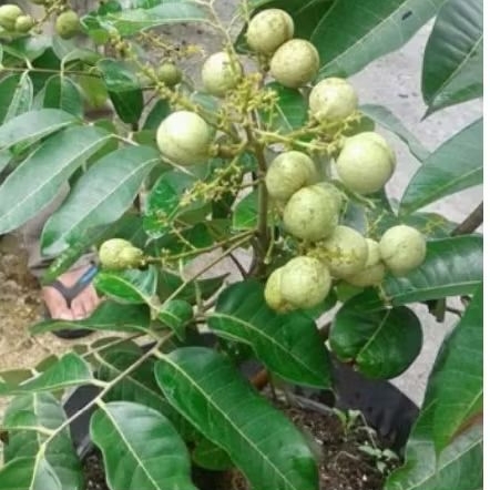 bibit buah kelengkeng matalada tinggi 1 meter