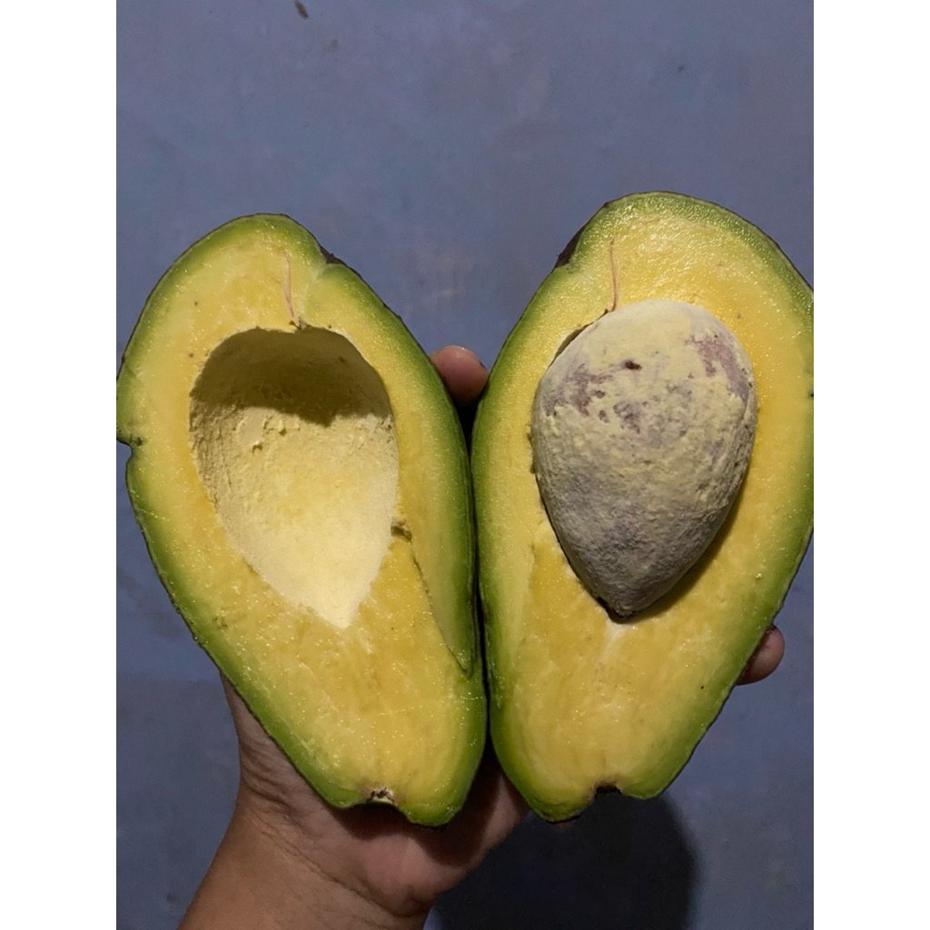 

alpukad mentega besar isi 2-3-4 biji bergaransi