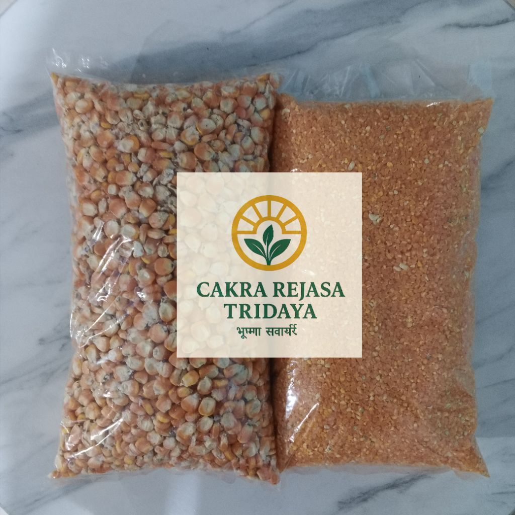 Jagung Pipil Kering & Beras Jagung Kering Kualitas Super