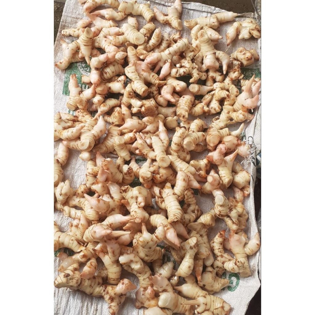 

laja putih/ lengkuas putih