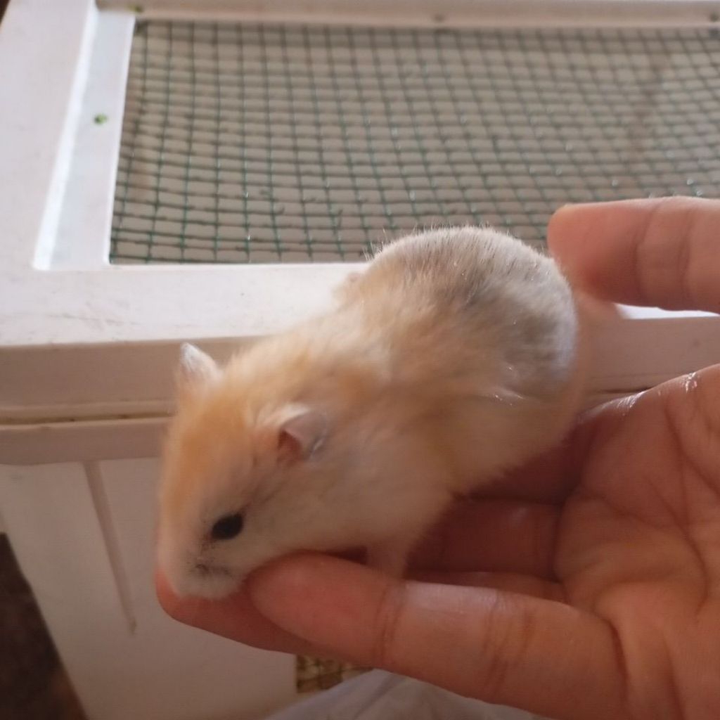 Hamster Winter White Golden Sapphire (ANAKAN)