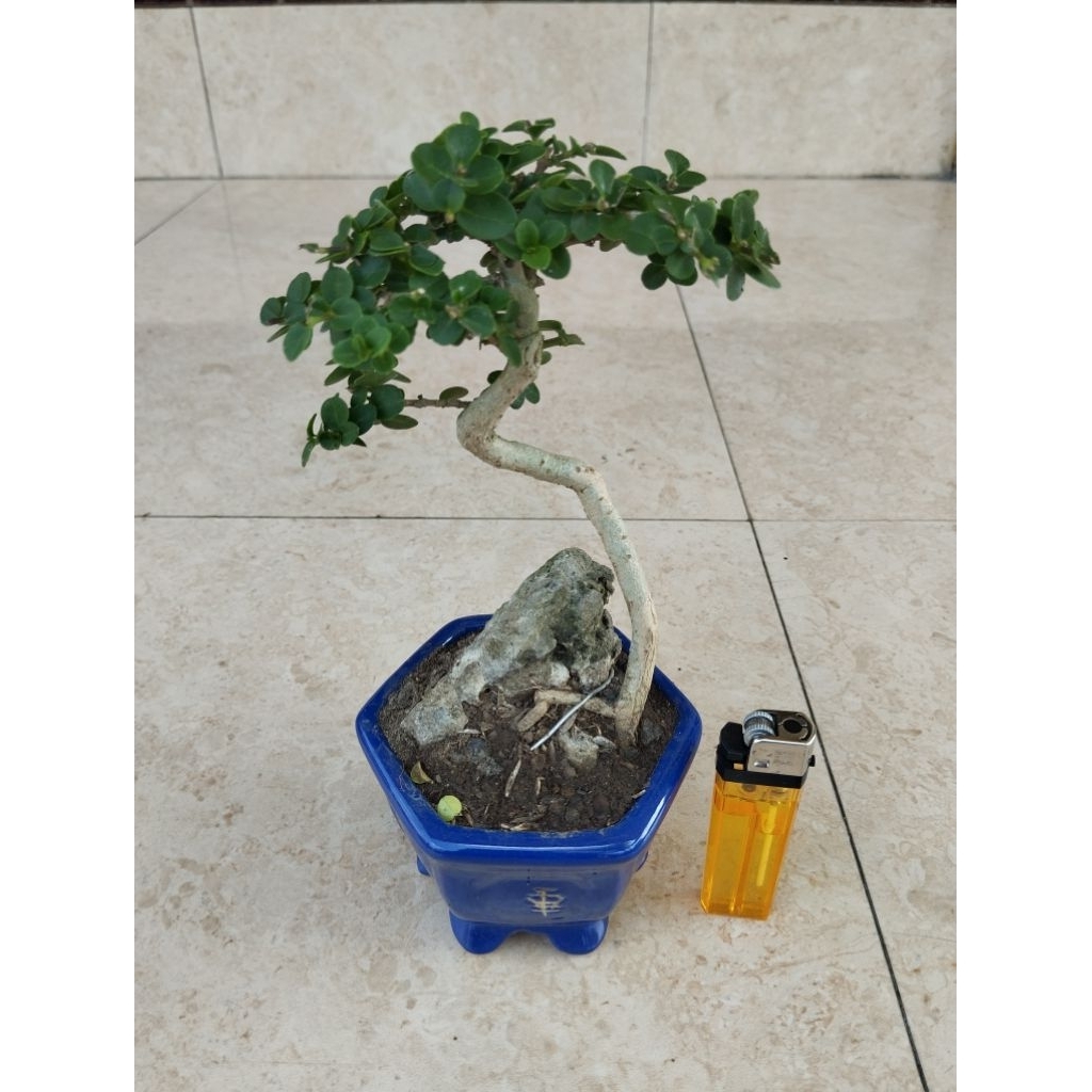 bonsai sancang siap pajang