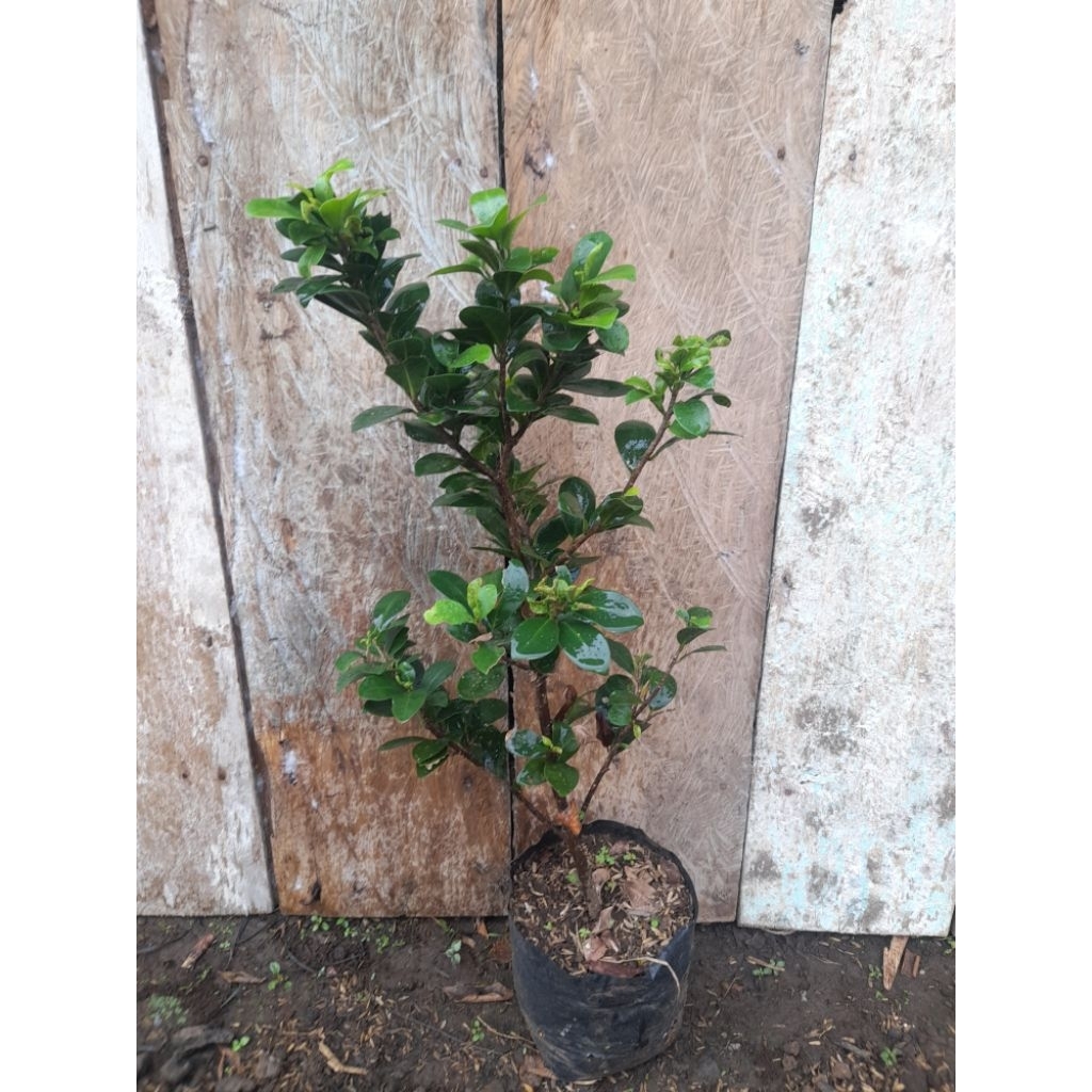 bibit bonsai beringin compacta/ficus compacta/beringin kompacta
