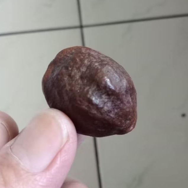 Kemiri Adu Muncang Adu Mantili Suuk Ori Rel Urat Dua Size Kecil