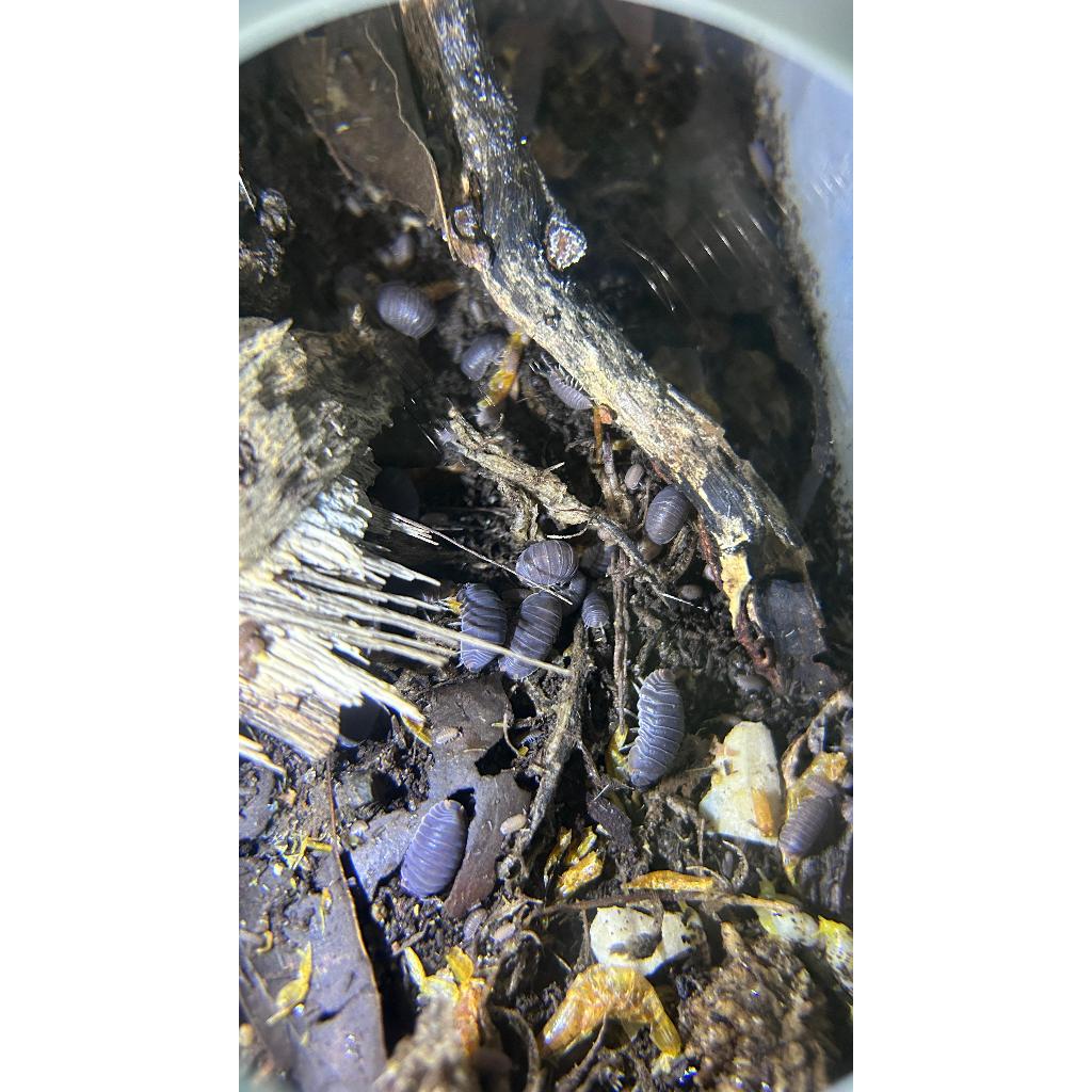 Mainan Imitasi Isopod Cubaris Murina untuk pembersih dan pengurai bioactive Terarium/Vivarium