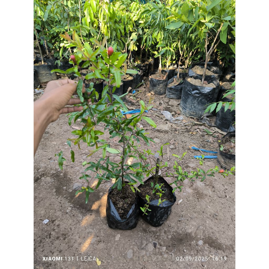 bibit delima hitam berbunga (full media)