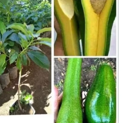 bibit buah alpukat aligator unggul siap berbuah