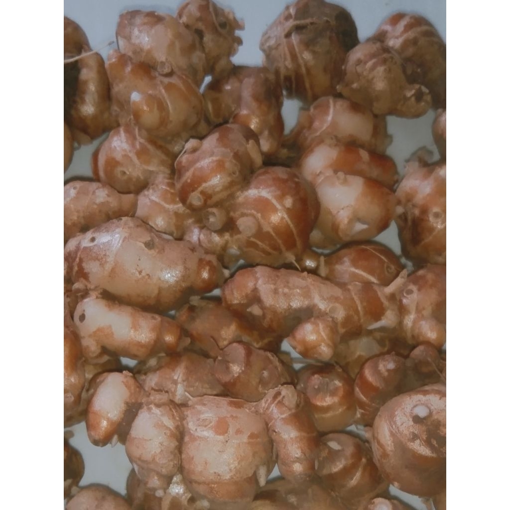 

KENCUR SEGAR HARUM,KENCUR BUMBU SEBLAK,CIKUR TUA