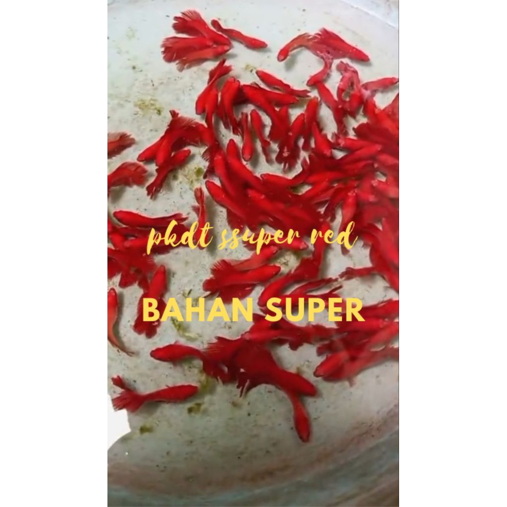 bahan pkdt super red