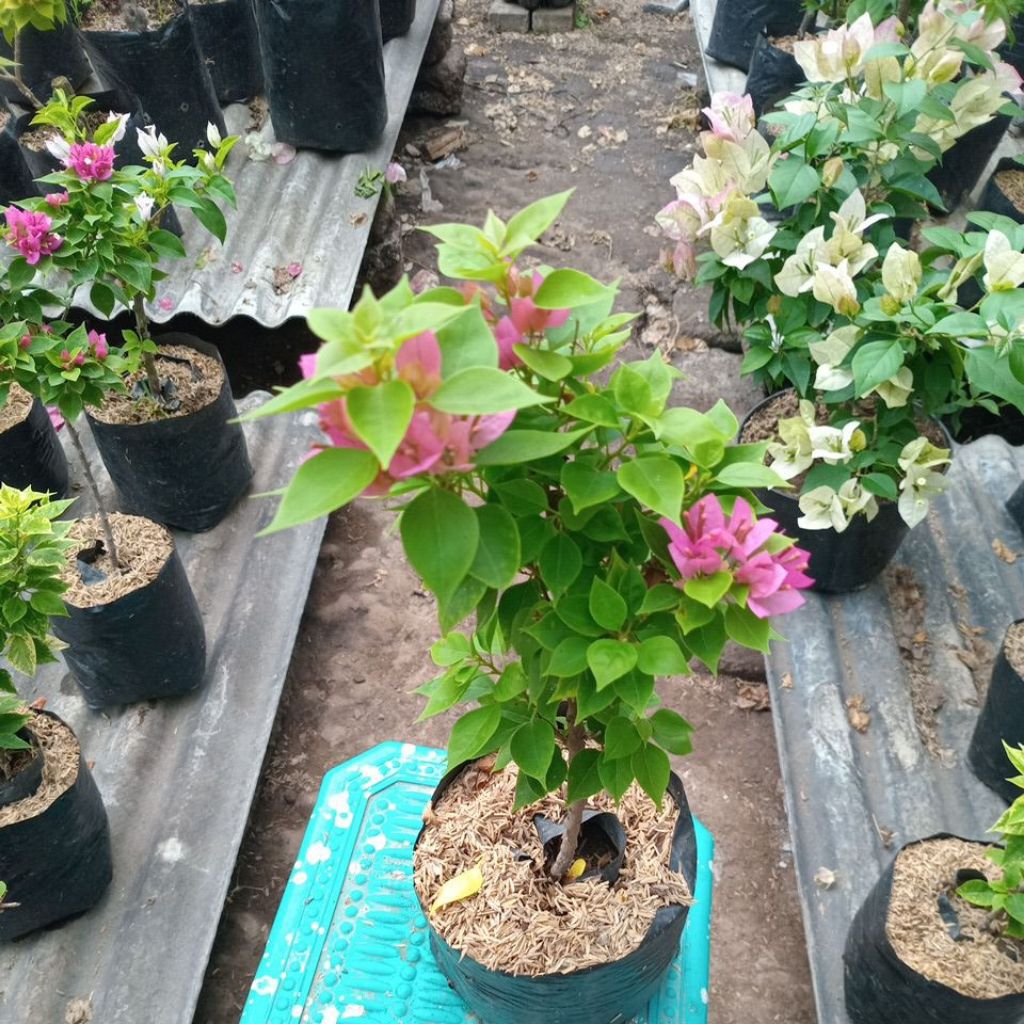 bougenville singapur pink