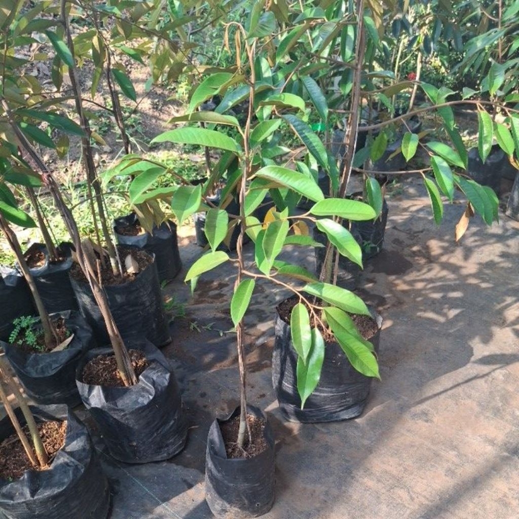 

durian oche duri hitam