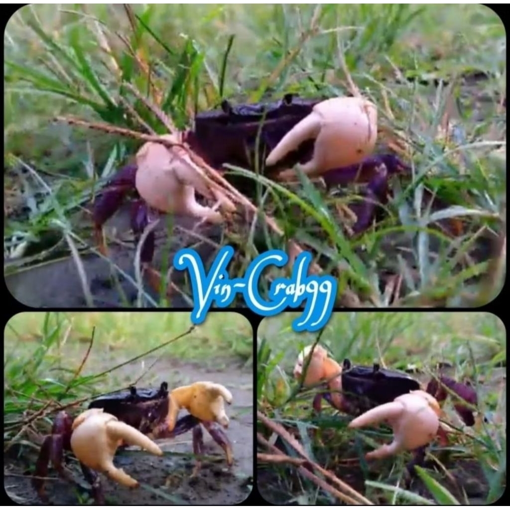 

Kepiting Hias Tawar Tuerkayana Hirtipes