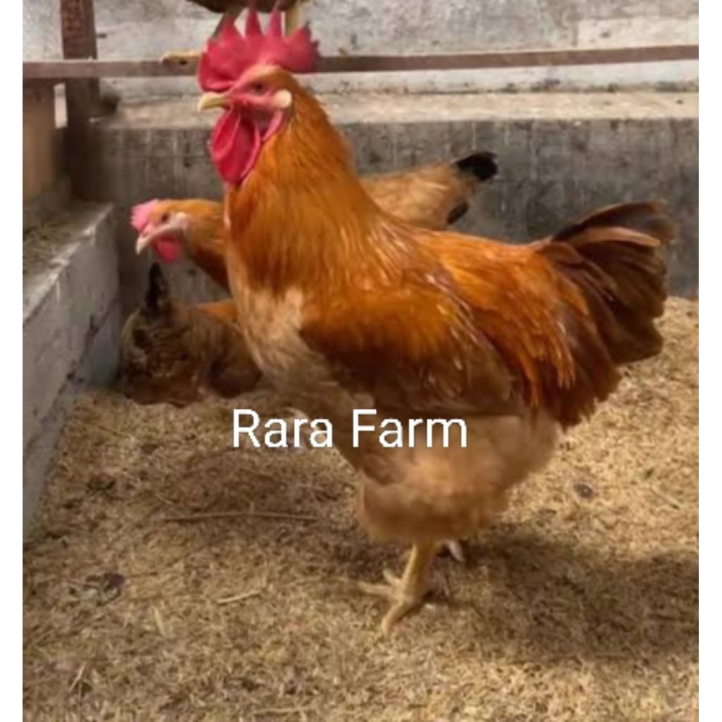 

Telur Tetas Ayam Merawang Asli – Rara Farm
