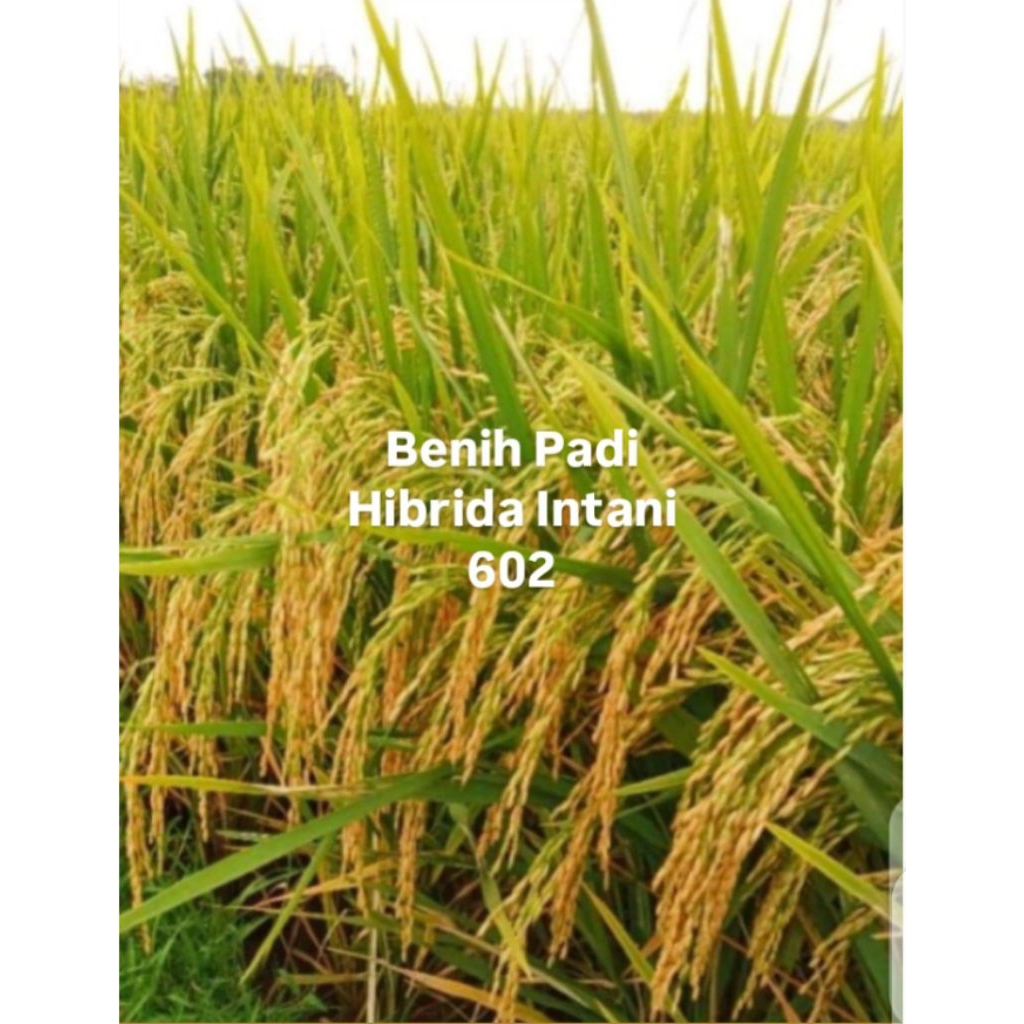 (2KG) BENIH PADI HIBRIDA INTANI 602 ORIGINAL BERKUALITAS UNGGUL