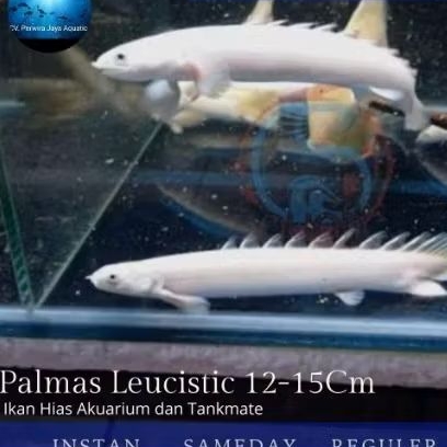 Palmas Leucistic Dragon Fish Tankmate 14-15Cm Koleksi Hiasan Aquarium