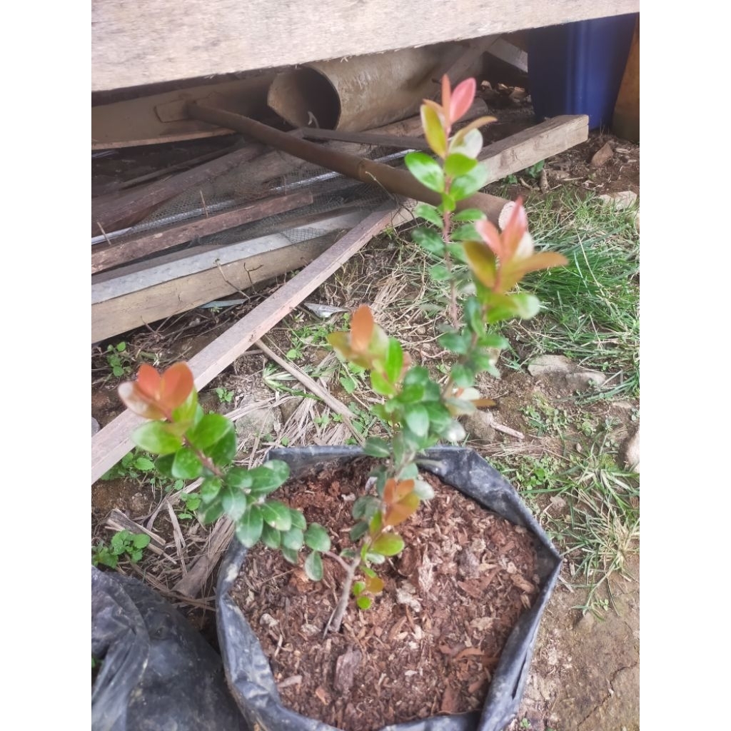 bibit santigi gunung/manis Rejo bahan bonsai koleksi