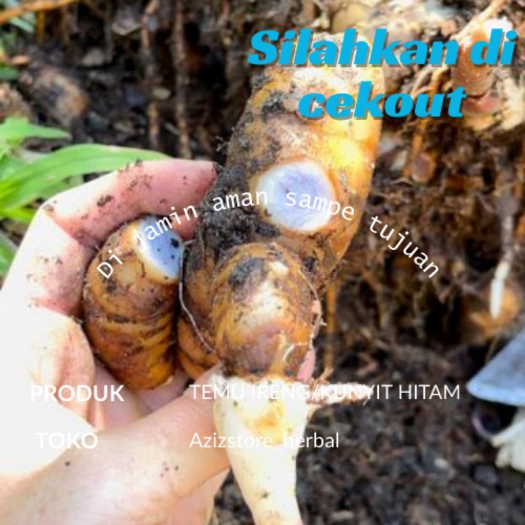 

obat herbal alami temu Ireng/temu hitam berat 200 gram