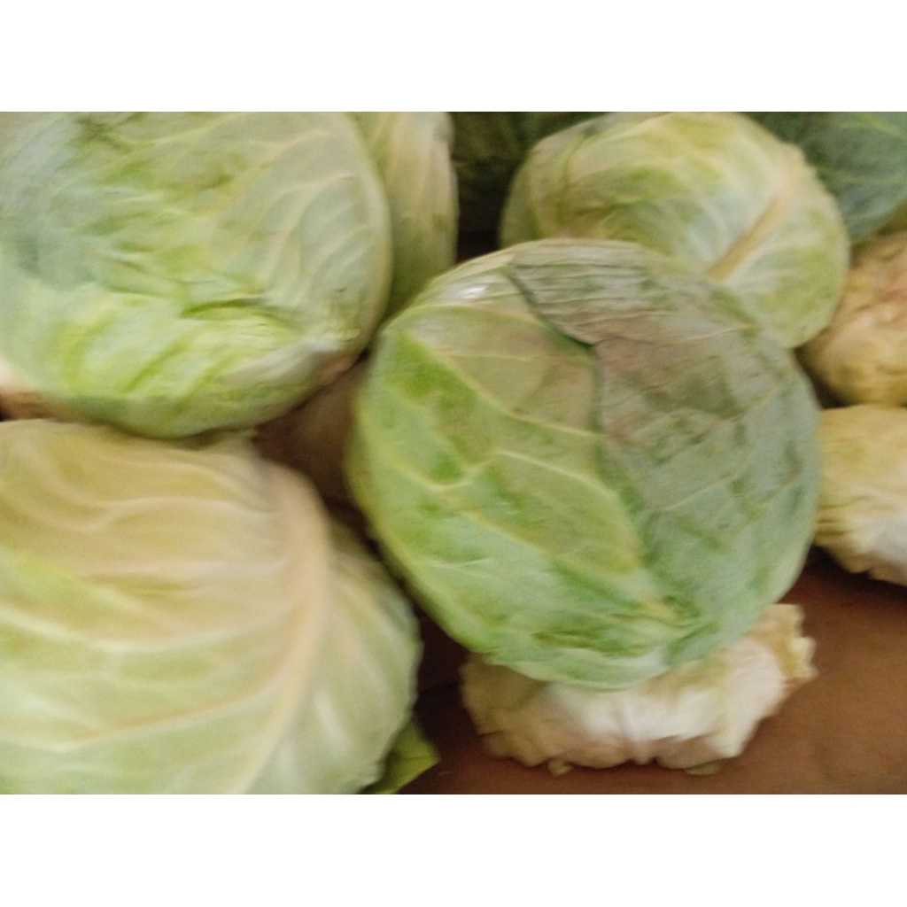 

KOBIS / KUBIS / GOBIS SAYUR BERLAPIS SEGAR