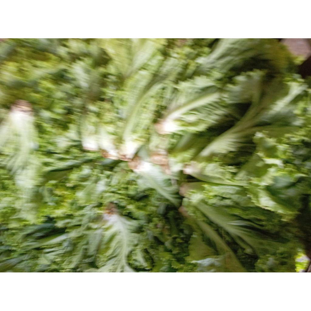 

SELADA HIJAU KERITING ANDEWI SEGAR