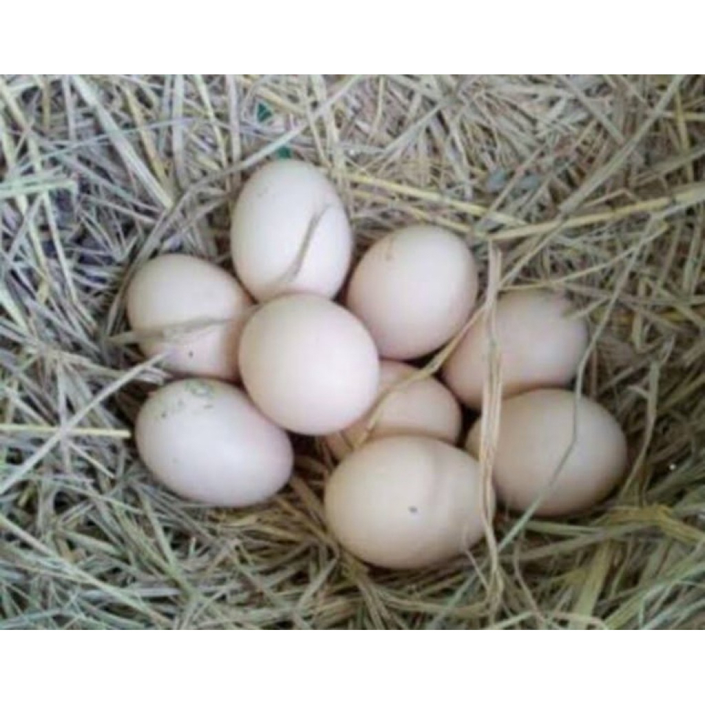 

telur paket isi 3 buah ayam bangkok ekor lidi siap ditetaskan