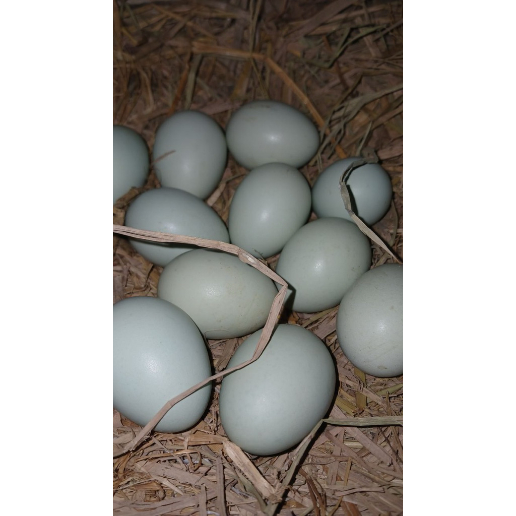 

telur fertil bebek siap untuk ditetaskan