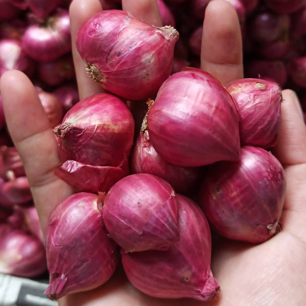 

bawang merah super besar 1 kg kualitas terbaik