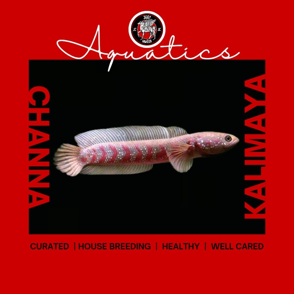 hiasan rumah CHANNA ASIATICA KALIMAYA RED SPOT