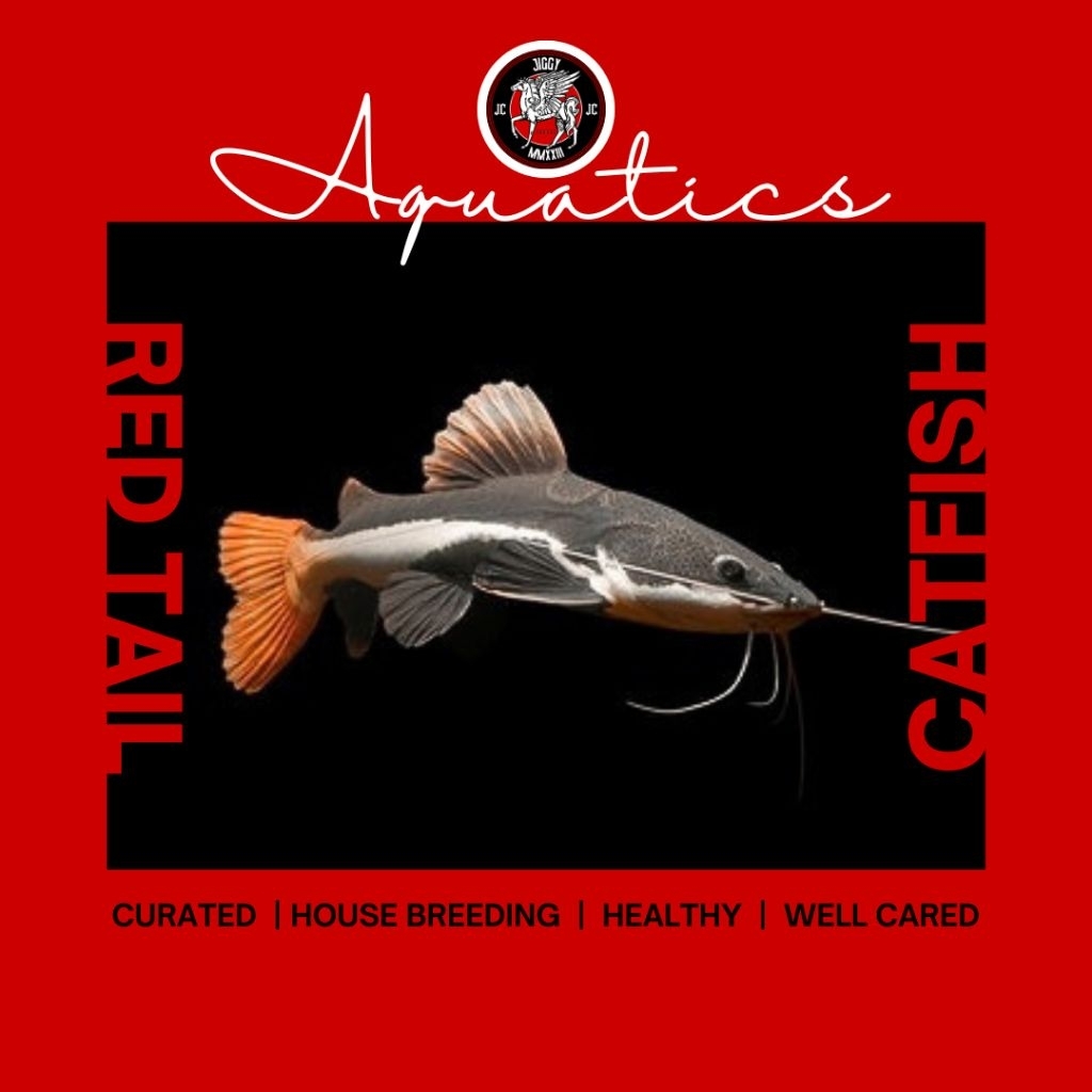 hiasan rumah RED TAIL CATFISH RTC +-20cm