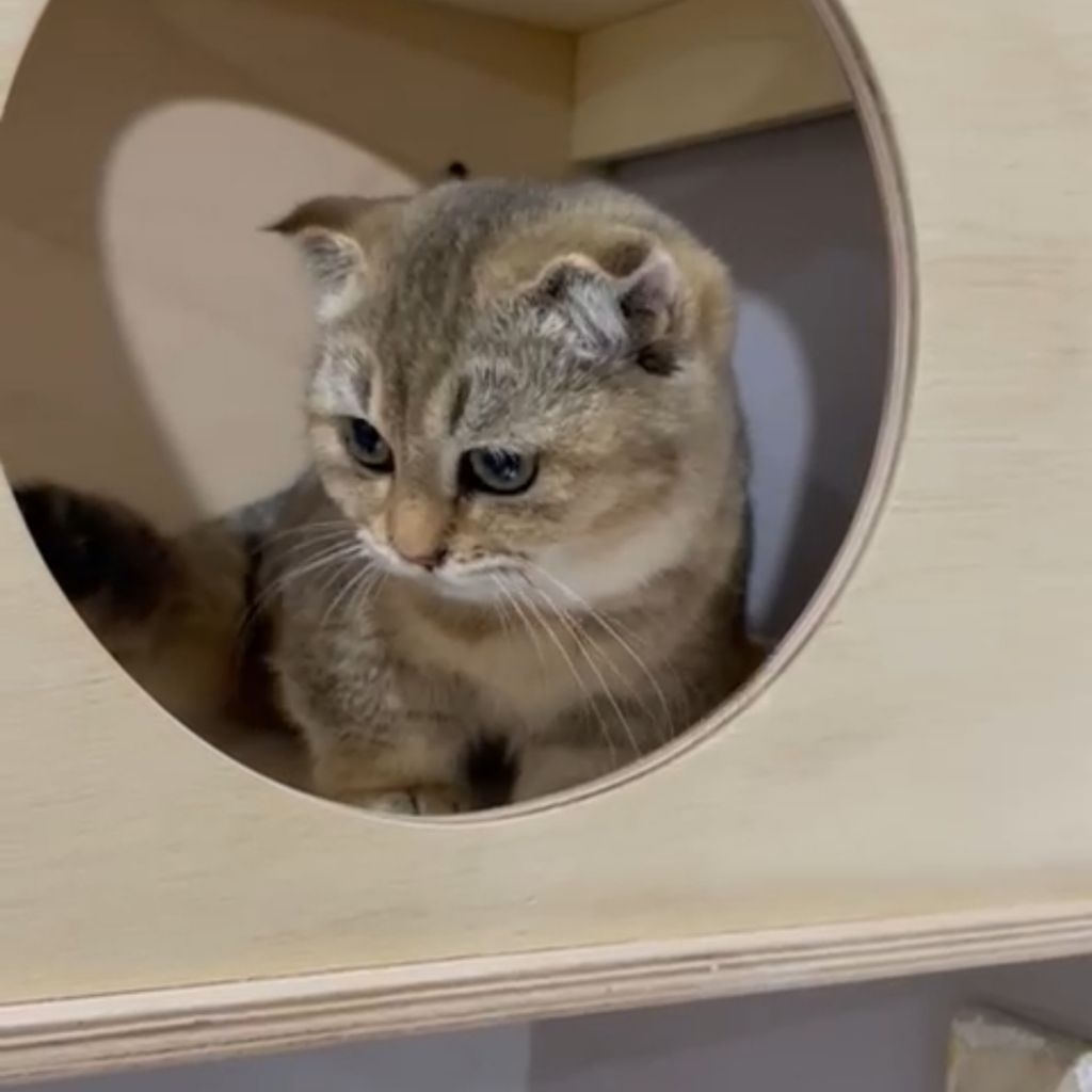 kucing bsh munchkin female/betina golden | kitten kucing bsh munchkin golden lucu