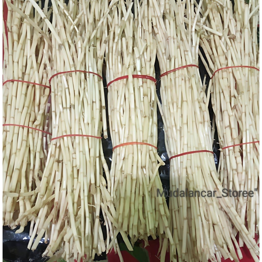 

Akar Alang Alang segar 100% fresh baru diambil