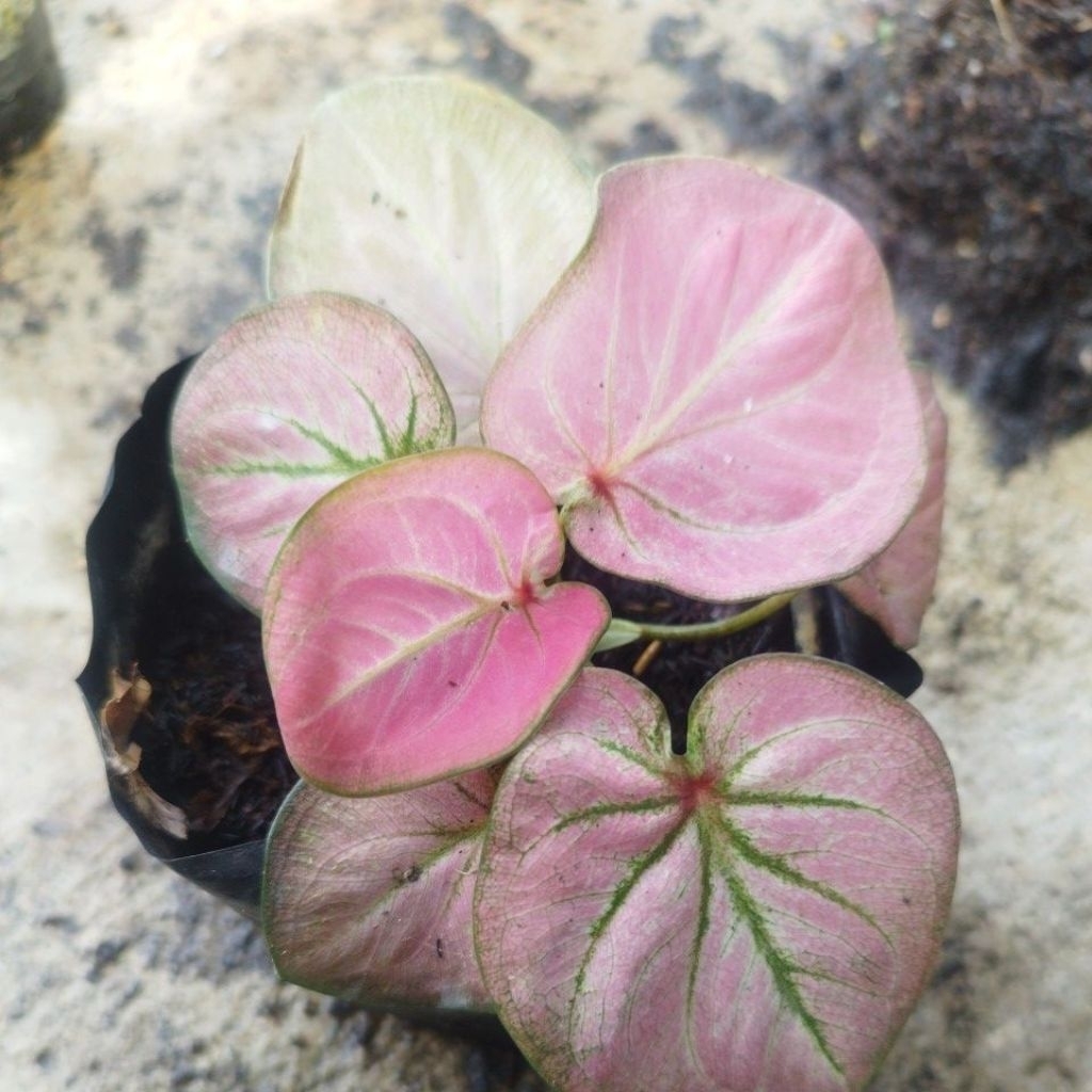 caladium Thailand
