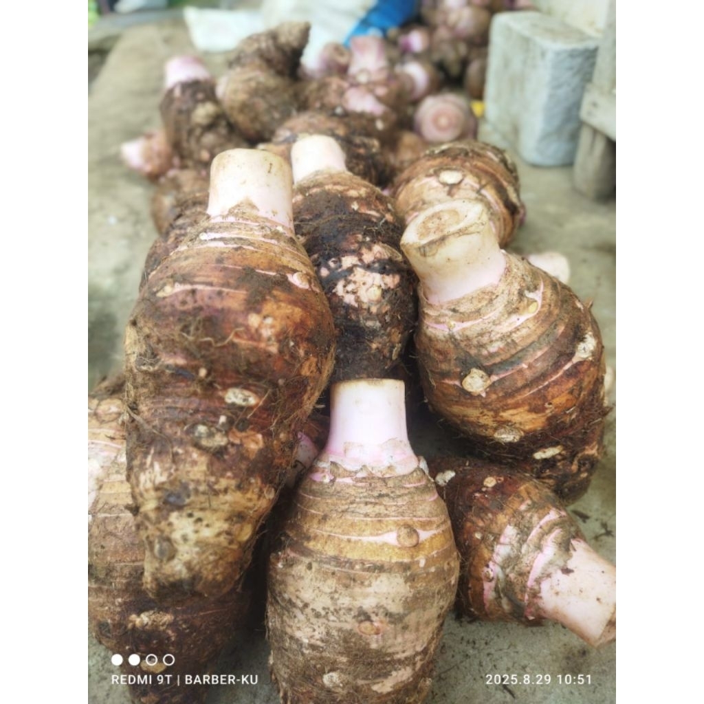 umbi talas ungu/Pratama 3/talas Bogor/1kg/bentul bogor