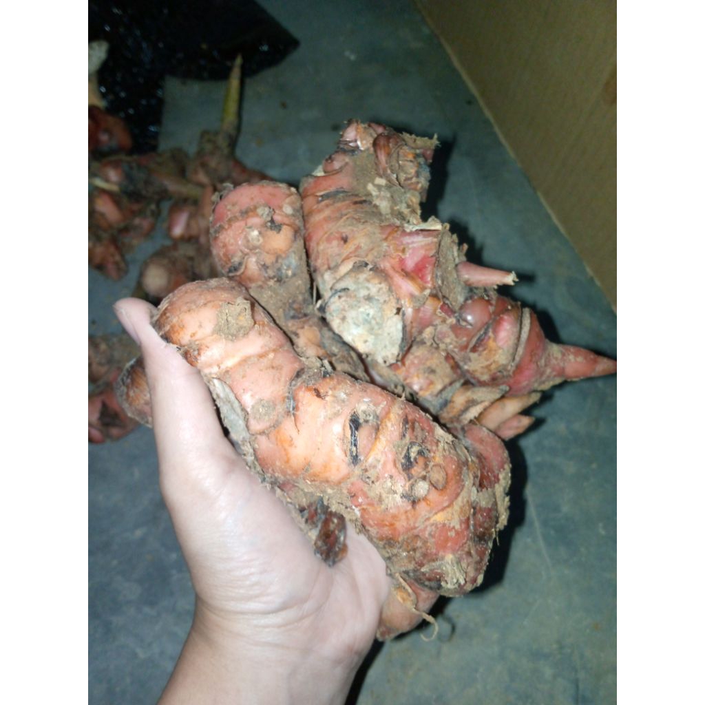 

Lengkuas Laos Segar Rempah Rempah Bumbu Masakan Fresh