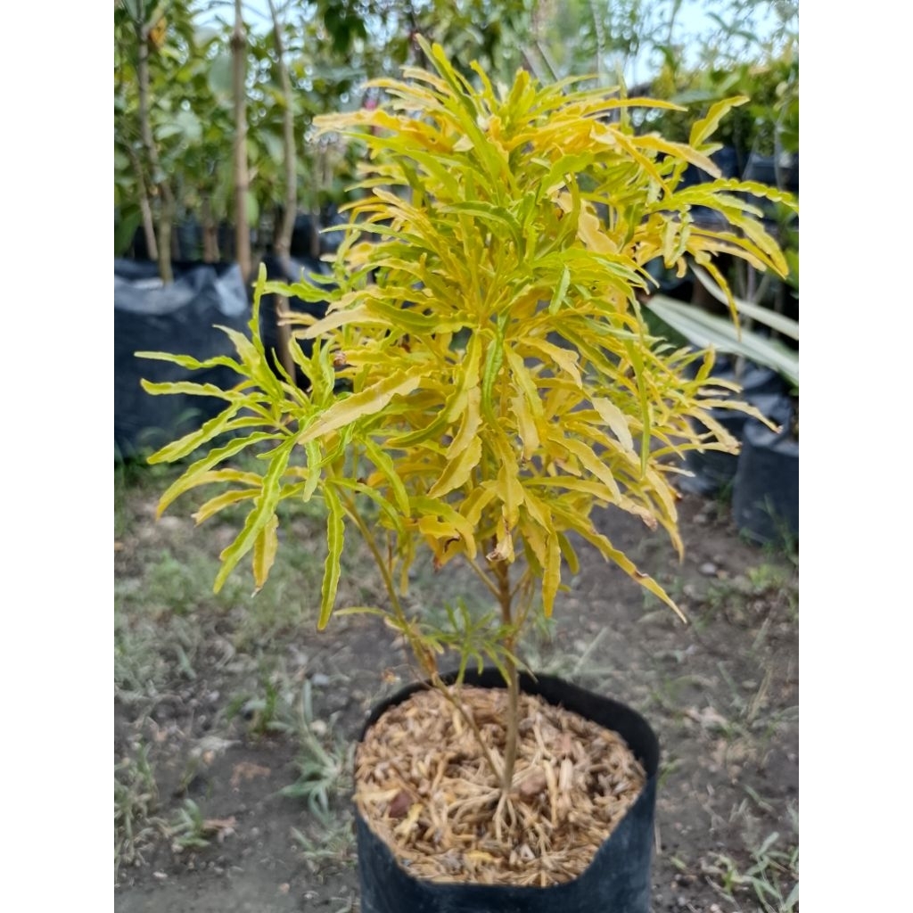 bunga brokoli kuning