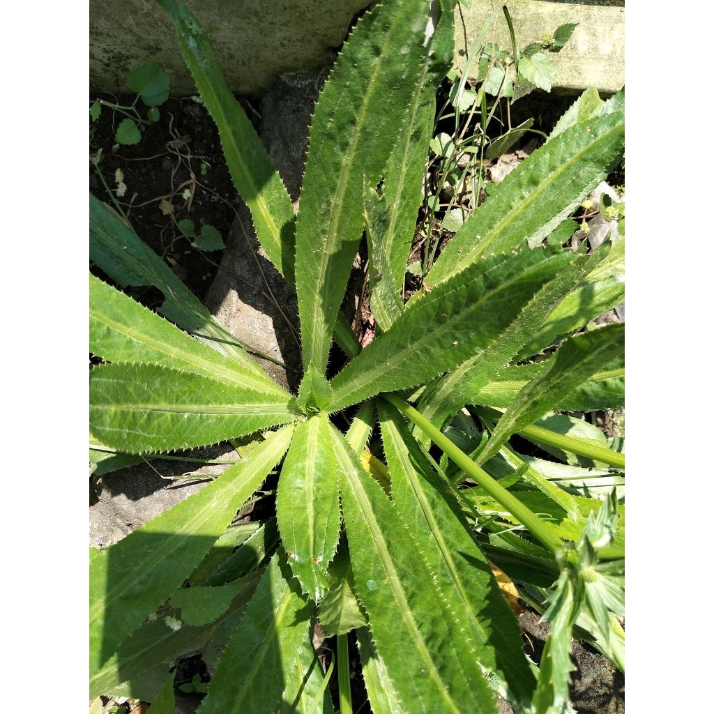 Daun Walang Sangit / Essen Walang Sangit / Umpan mancing