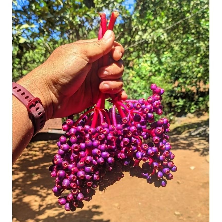 

Parijotho Muria buah segar kaya antioksidan Bagus untuk promil