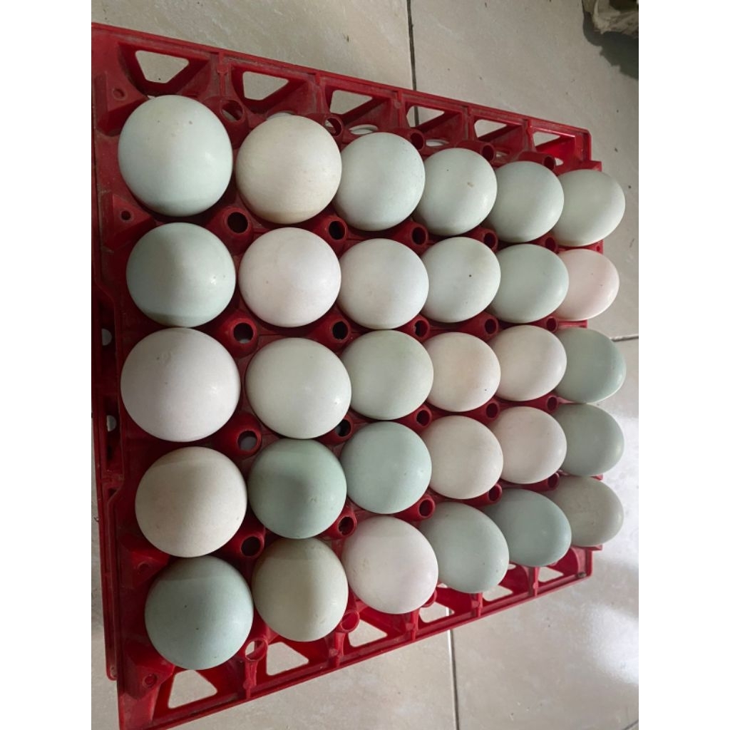 

TELUR MASIN (MATANG)BUATAN RUMAHAN