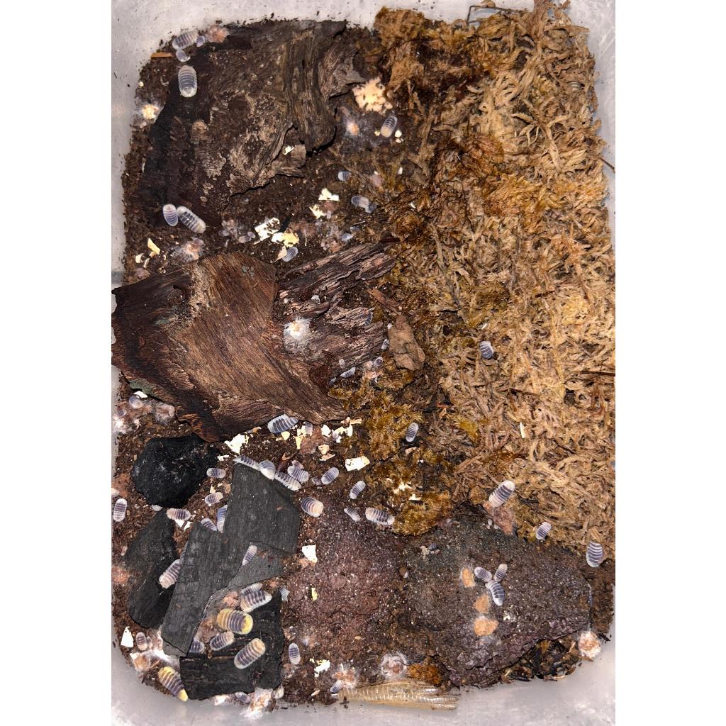 Mainan Imitasi Isopod Cubaris SP. Jupiter untuk bioactive Terarium/Vivarium