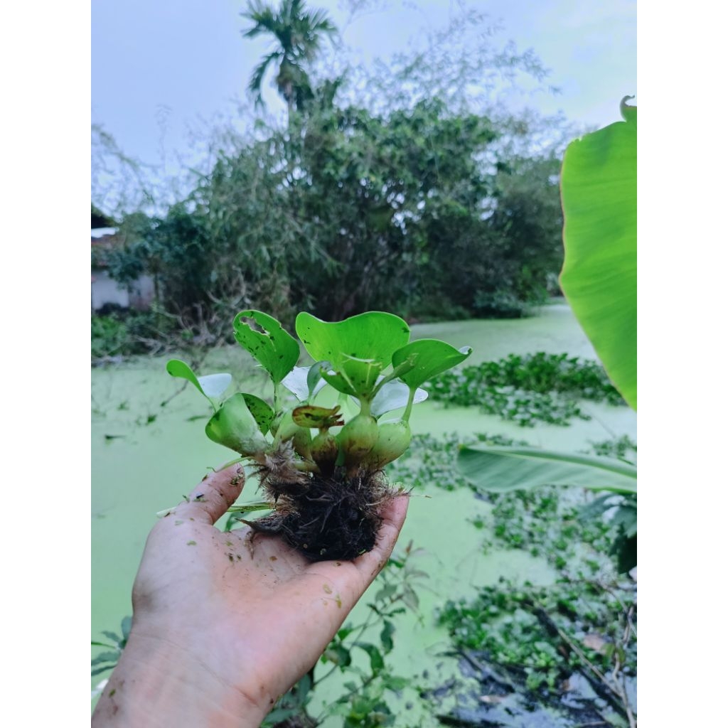 

eceng gondok akar rimbun fresh murah