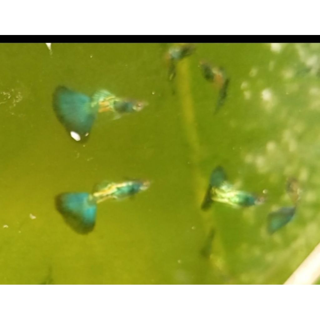 SEPASANG GUPPY MSSBT