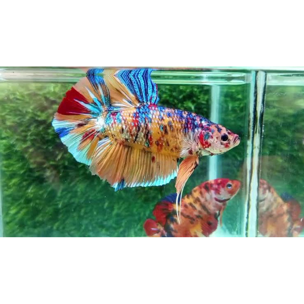 Cupang Giant multi HMPK