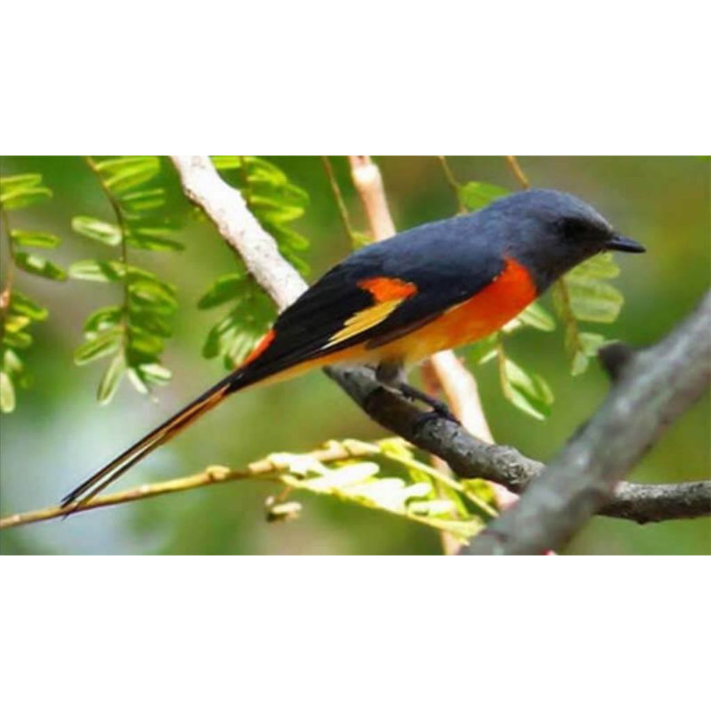 Burung Mantenan Mini pilihn jantan