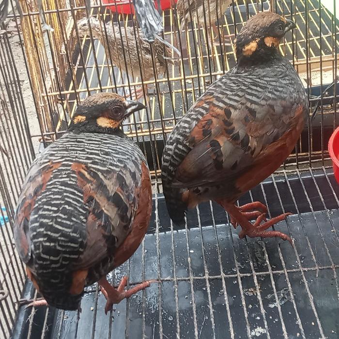 Puyuh Gonggong Sepasang Sehat Untuk Aviary