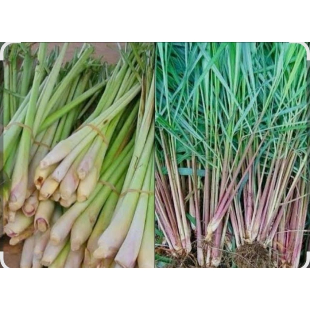 

SEREH WAGI PERBATANG